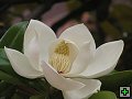 thn_NZ leden-unor 2006 048.jpg